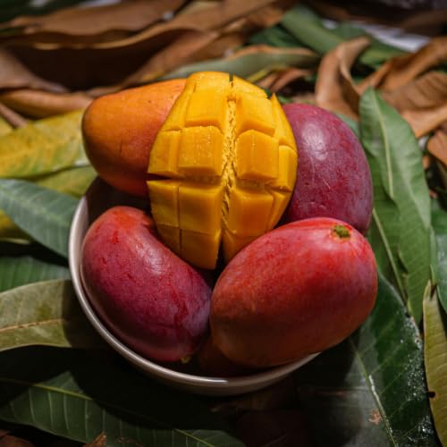 Irwin Mango Tree Live Plant, 8–12 Inch Tall in Pot, Sweet Hardy Mango Seedling Variety for Planting, Outdoor Fast-Growing