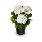 White Geranium Live Plant 4'' Pot, Flowering Geranium Well Rooted 3-6'' Tall, Outdoor Patio, Balcony or Container Garden Plants, 2 Plants per Pot
