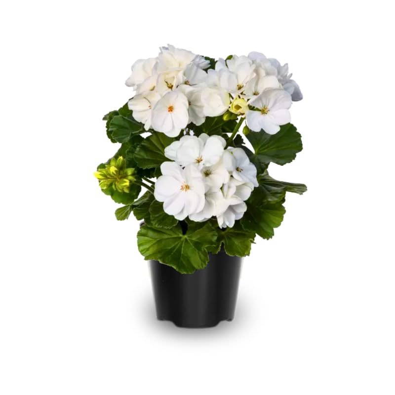 White Geranium Live Plant 4'' Pot, Flowering Geranium Well Rooted 3-6'' Tall, Outdoor Patio, Balcony or Container Garden Plants, 2 Plants per Pot