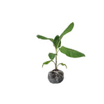 Grand Nain Banana Plants Live for Planting, Banana Trees Live Plants from 4 to 6 Inc Tall, 1 Plant