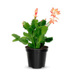 Christmas Cactus Plant Live, Starter Holiday Thanksgiving Cactus Plant for Indoor Outdoor Houseplants, Fasle Easter Cactus Plants Like, Cold Hardy, 5-9" in Tall (Orange)