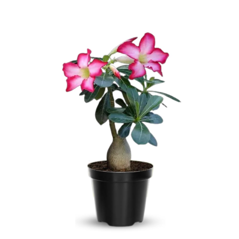 Adenium Desert Rose Plant Live, Desert Rose Live Plant, 4 to 6 Inc Tall (Pink)