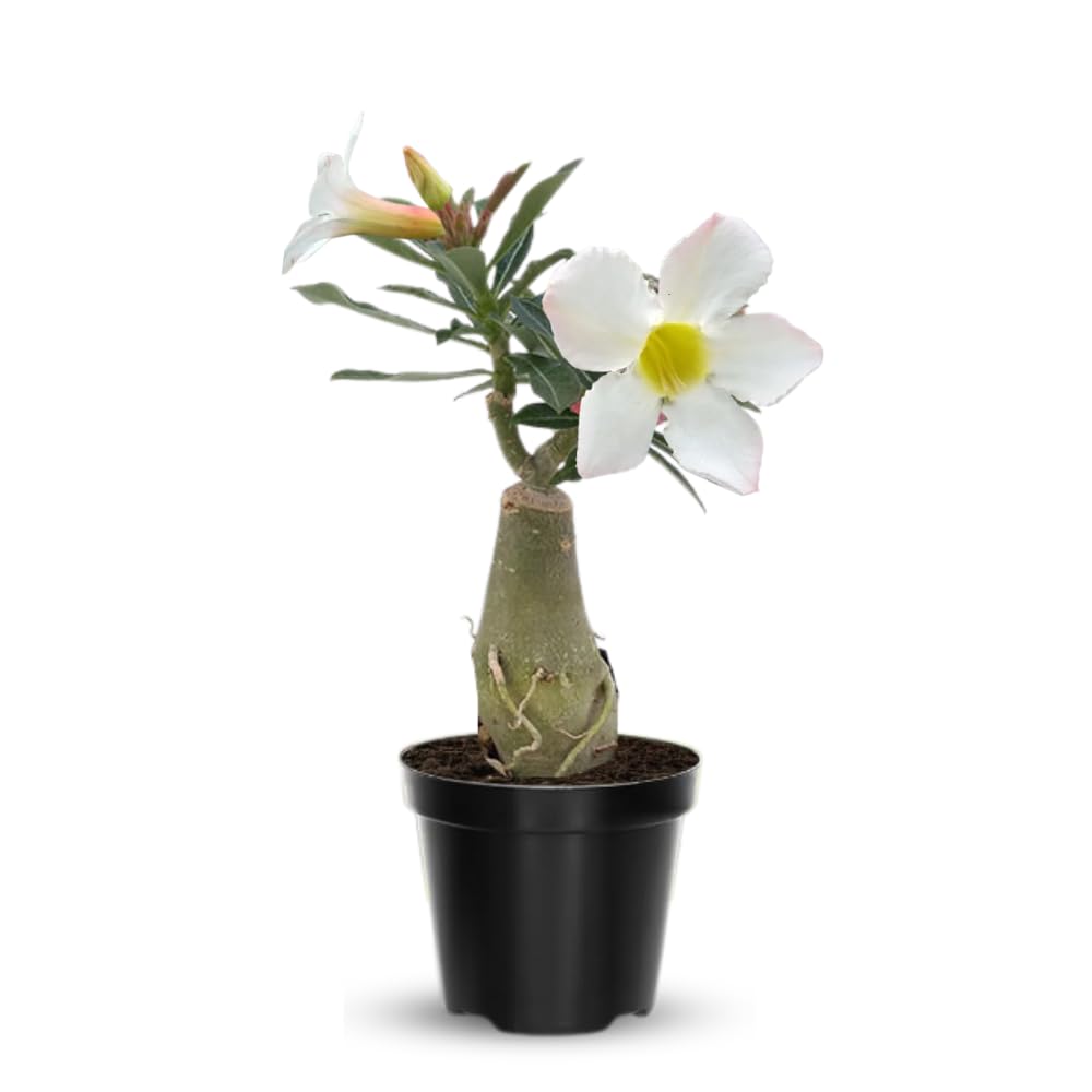 Adenium Desert Rose Plant Live, Desert Rose Live Plant, 4 to 6 Inc Tall (White)