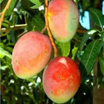 Coconut Cream Mango Tree Live Plant Grafted, 14 to 18 Inches Tall in Pot, Ready to Bear Fruit in 1 Year, Sweet Mango Tree for Planting