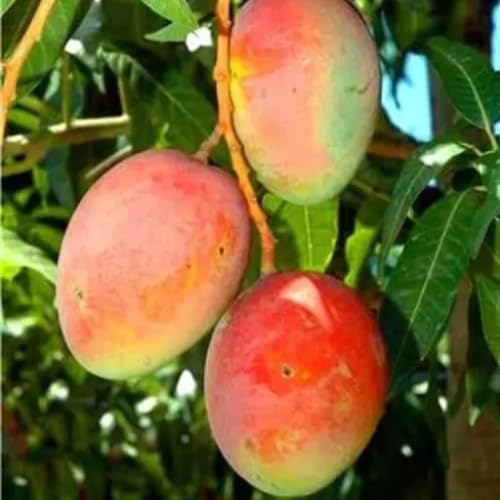 Coconut Cream Mango Tree Live Plant Grafted, 14 to 18 Inches Tall in Pot, Ready to Bear Fruit in 1 Year, Sweet Mango Tree for Planting