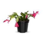 Thanksgiving Cactus Live Plant Ready to Bloom, Holiday Christmas Cactus Plants Live 5-8" Tall, No Pot, Winter Bloom, Indoor Planting, Ready to Blooms (Pink)