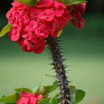 Euphorbia Crown of Thorns Plant, Red Crown of Thorn Plant Live, Succulent Houseplant 4-7 Inches