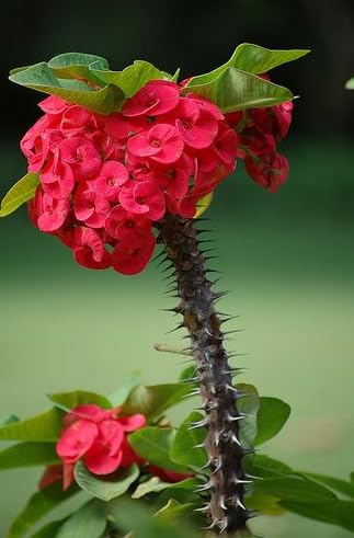 Euphorbia Crown of Thorns Plant, Red Crown of Thorn Plant Live, Succulent Houseplant 4-7 Inches