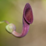 Dutchman Pipe Climbing Vine Live Plant, Hardy Ornamental Tropical Foliage Flowers, Starter Size, 5 to 9 Inc Tall, No Pot