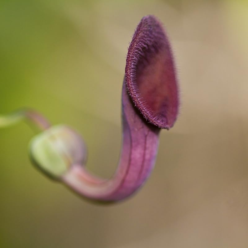 Dutchman Pipe Climbing Vine Live Plant, Hardy Ornamental Tropical Foliage Flowers, Starter Size, 5 to 9 Inc Tall, No Pot