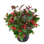 Gaultheria Cherry Plant, 4 to 8 Inch Tall Teaberry Plant, Fragrant Leaves, Red Berries Plants for Indoor Outdoor Garden