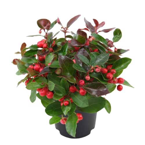 Gaultheria Cherry Plant, 4 to 8 Inch Tall Teaberry Plant, Fragrant Leaves, Red Berries Plants for Indoor Outdoor Garden