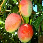 Live Red Mango Tree Live Plant, 8 to 16 Inc in Pot, Sweet Mango Seedling for Growing Outside