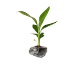 Banana Trees Live Plants from 4 to 6 Inc Long, Ice Cream Banana Plants Live for Planting Gardening Outdoor Indoor, 1 Plant