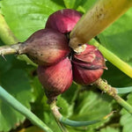 3 Onion Egyptian Walking Plants Live, Top Size and High Yield for Planting Outdoors, Rare Fresh Heirloom Allium for Gardening, Winter Onions Vegetable