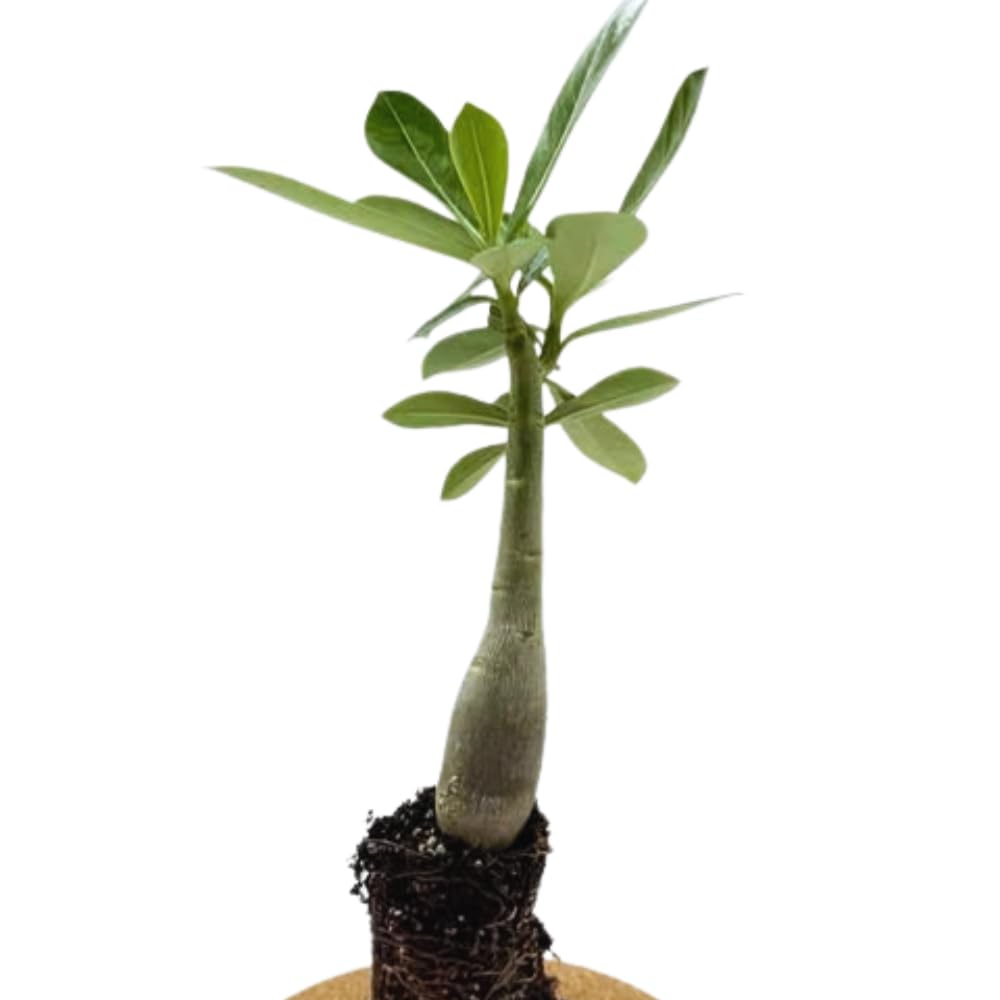 Adenium Desert Rose Plant Live, Desert Rose Live Plant, 4 to 6 Inc Tall (Red)
