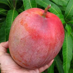 Glenn Mango Tree Live Plant Grafted, 14 to 18 Inches Tall in Pot, Ready to Bear Fruit in 1 Year, Sweet Mango Tree for Planting