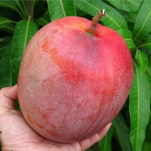 Glenn Mango Tree Live Plant Grafted, 14 to 18 Inches Tall in Pot, Ready to Bear Fruit in 1 Year, Sweet Mango Tree for Planting