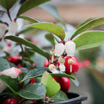 Gaultheria Cherry Live Plant, Teaberry Plants, Colorful Red Berries Plant for Winter, 4 to 7 Inch Tall