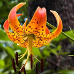 Set 5 Turk's Cap Lily Roots, Tiger Lily Bulbs, Vibrant Orange Flowering Bulbs for Growing Outdoor Garden
