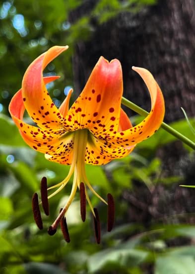 Set 5 Turk's Cap Lily Roots, Tiger Lily Bulbs, Vibrant Orange Flowering Bulbs for Growing Outdoor Garden