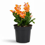 Orange Christmas Cactus Plants Live in 4 Inch Pot, Perennial Christmas Thanksgiving Cactus Plants Potted, Vibrant Flower Holiday Houseplant Indoors Outdoors