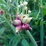 6 Egyptian Walking Onions Live Plants for Planting, High Yield Walking Onion Plant for Perennial Planting, Outdoor, Winter Hardy in Zones 3–9