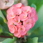 Hardy Crown of Thorn Live Plant, Colorful Large Bloom Salmon Euphorbia Milii Tree, 1 Year Old Plant, 5-10 Inches in Tall, No Pot, Indoor Outdoor Décor Succulent Cactus