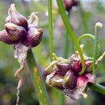 3 Trees Onion Egyptian Walking Onion Live Plants for Planting Outdoors, Rare Fresh Heirloom Allium Winter Onions Vegetable