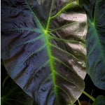 Colocasia Live Plant, 4-8'' Tall, Elephant Ear Plant, Esculenta Taro Alocasia Housplant, Indoor Outdoor Planting (Glossy)