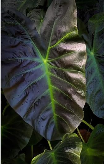 Colocasia Live Plant, 4-8'' Tall, Elephant Ear Plant, Esculenta Taro Alocasia Housplant, Indoor Outdoor Planting (Glossy)
