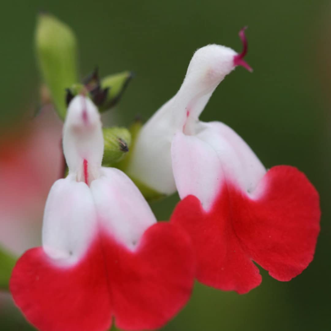 4 Fragrant Sage Salvia Live Plants, Planting in Spring Sage Plants Live, 5 to 10 Inches in Tall, Change Color (Hot Lips)