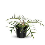 Tortum Philodendron Plant Live, Rare Tropical Variegated Live Indoor Houseplant, Starter Plants No Pot, 5-9" in Tall