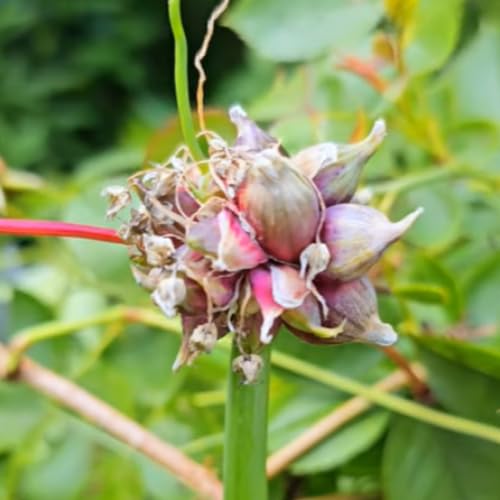 6 Tree Onion Egyptian Walking Onion Live Plants for Planting Outdoors, Rare Fresh Heirloom Allium Winter Onions Vegetable Plant, Not Bulbs