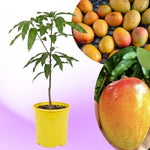 Carrie Mango Tree Live Plant, 8–12 Inch Tall in Pot, Sweet Hardy Mango Seedling Variety for Planting, Outdoor Fast-Growing