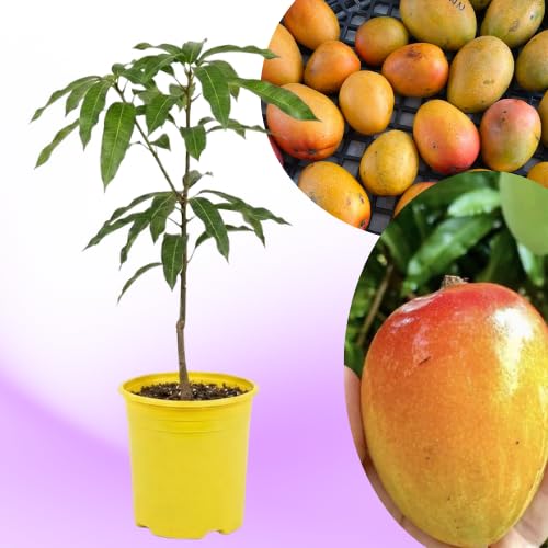 Carrie Mango Tree Live Plant, 8–12 Inch Tall in Pot, Sweet Hardy Mango Seedling Variety for Planting, Outdoor Fast-Growing