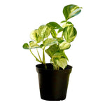 Golden Pothos Plant Live 4'' Pot, Indoor Houseplant Well Rooted, Hanging Planter or Basket Growing