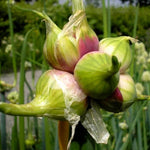 3 Onion Live Plants Tree Egyptian Walking Onions, Not Bulbs, Walking Onions Live Plant for Planting Outdoors, Second Year Plant