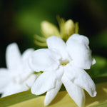 3 Plants of Jasmine Plants Live, Jasmine Maid of Orleans Live Plants, 4 to 6 Inc Long, Live Jasmine Plants, Tea Jasmine Plant for Garden