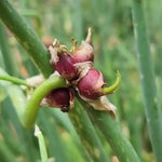 3 Onion Live Plants Tree Egyptian Walking Onions, Not Bulbs, Walking Onions Live Plant for Planting Outdoors, Second Year Plant