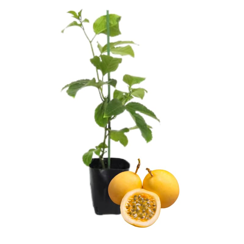 Set 2 Assorted Passion Fruit Plant Live, Tropical Fruit Vine for Planting, 5-10" Tall, Sweet Edible Fruits