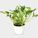 N'Joy Pothos Plant Live 4'' Pot, Indoor Houseplant Well Rooted, Hanging Planter or Basket Growing