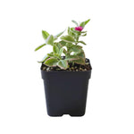 Variegated Baby Sun Rose Plant Live, Variegated Ice Plant, Baby Sun Rose Succulent Plants for Indoor Outdoor Houseplant, 4-6 Inches in Height 4 Inch Pot