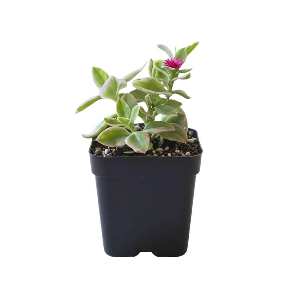 Variegated Baby Sun Rose Plant Live, Variegated Ice Plant, Baby Sun Rose Succulent Plants for Indoor Outdoor Houseplant, 4-6 Inches in Height 4 Inch Pot