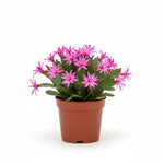 Pink Easter Cactus Plant 3-5'' Tall, Holiday Cactus Plant Starter 2 Inch Pot, Easy Care Houseplant Indoors Outdoors