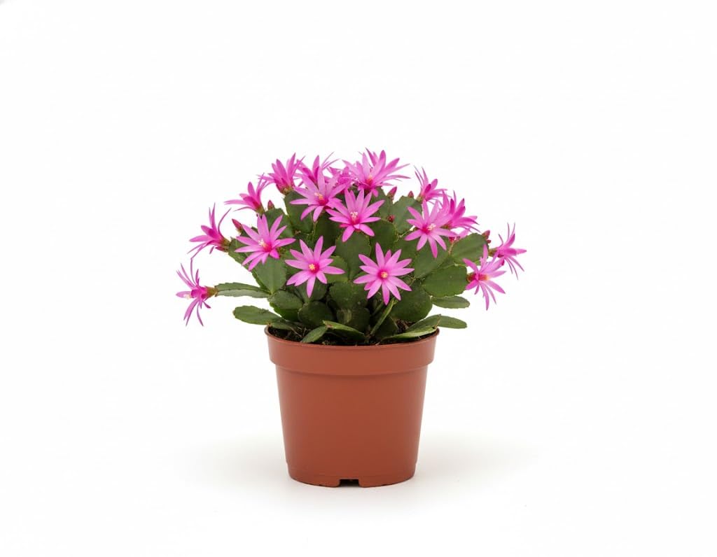 Pink Easter Cactus Plant 3-5'' Tall, Holiday Cactus Plant Starter 2 Inch Pot, Easy Care Houseplant Indoors Outdoors