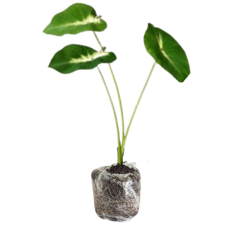 Colocasia Esculenta, Colocasia Live Plant, Elephant Ears Live Plant, Esculenta Taro Live Houseplant, 5-8 Inc Tall, No Pot (Rare Colocasia)