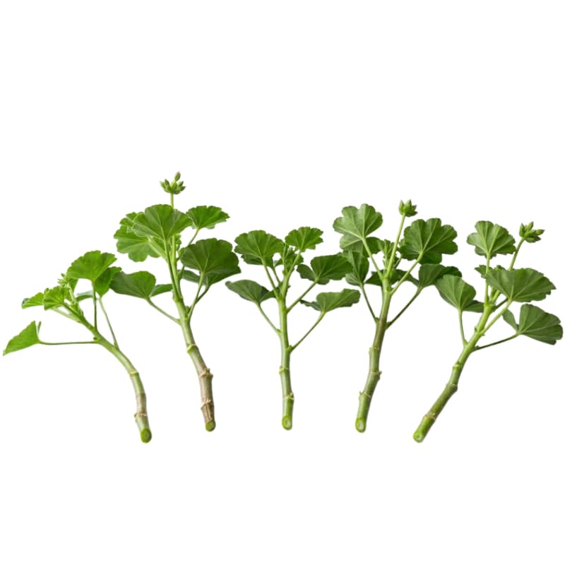 Set 5 Red Geranium Cuttings, 8-10 Inches Tall Geranium Plant Cutting for Planting, Unrooted