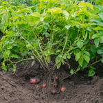 10 Purple Potato Plants for Garden Growing, Okinawa Purple Potato Plants for Backyard Vegetable Beds, Outdoor Planting Starts for Full Sun and Well-Drained Soil