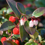 Gaultheria Cherry Plant, 4 to 8 Inch Tall Teaberry Plant, Fragrant Leaves, Red Berries Plants for Indoor Outdoor Garden